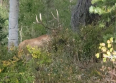 2025 Utah Archery Elk Hunt, Day 3… Arrow Away!