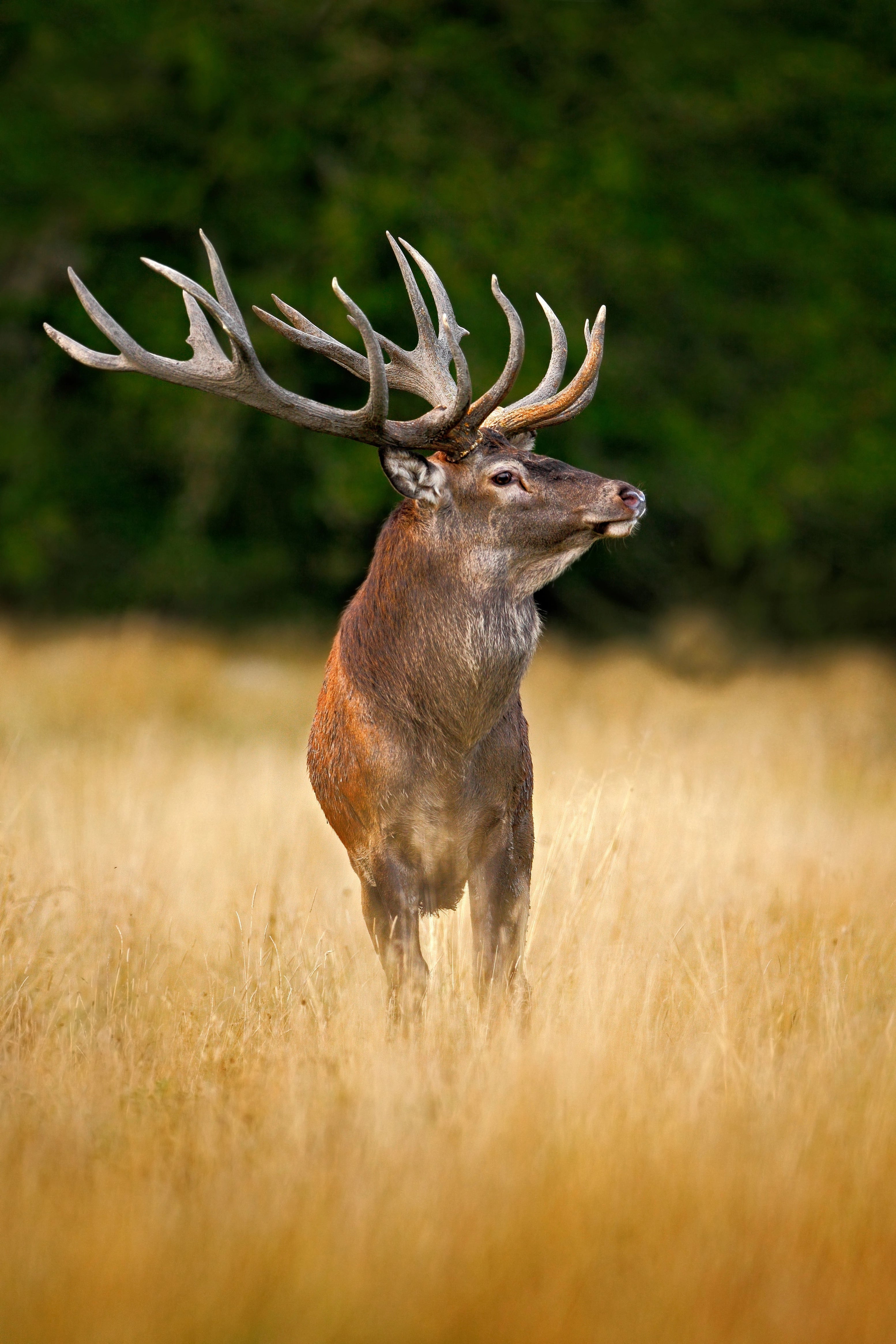 2025 Utah Archery Elk Hunt, Day 2 – Things can only get better… right?