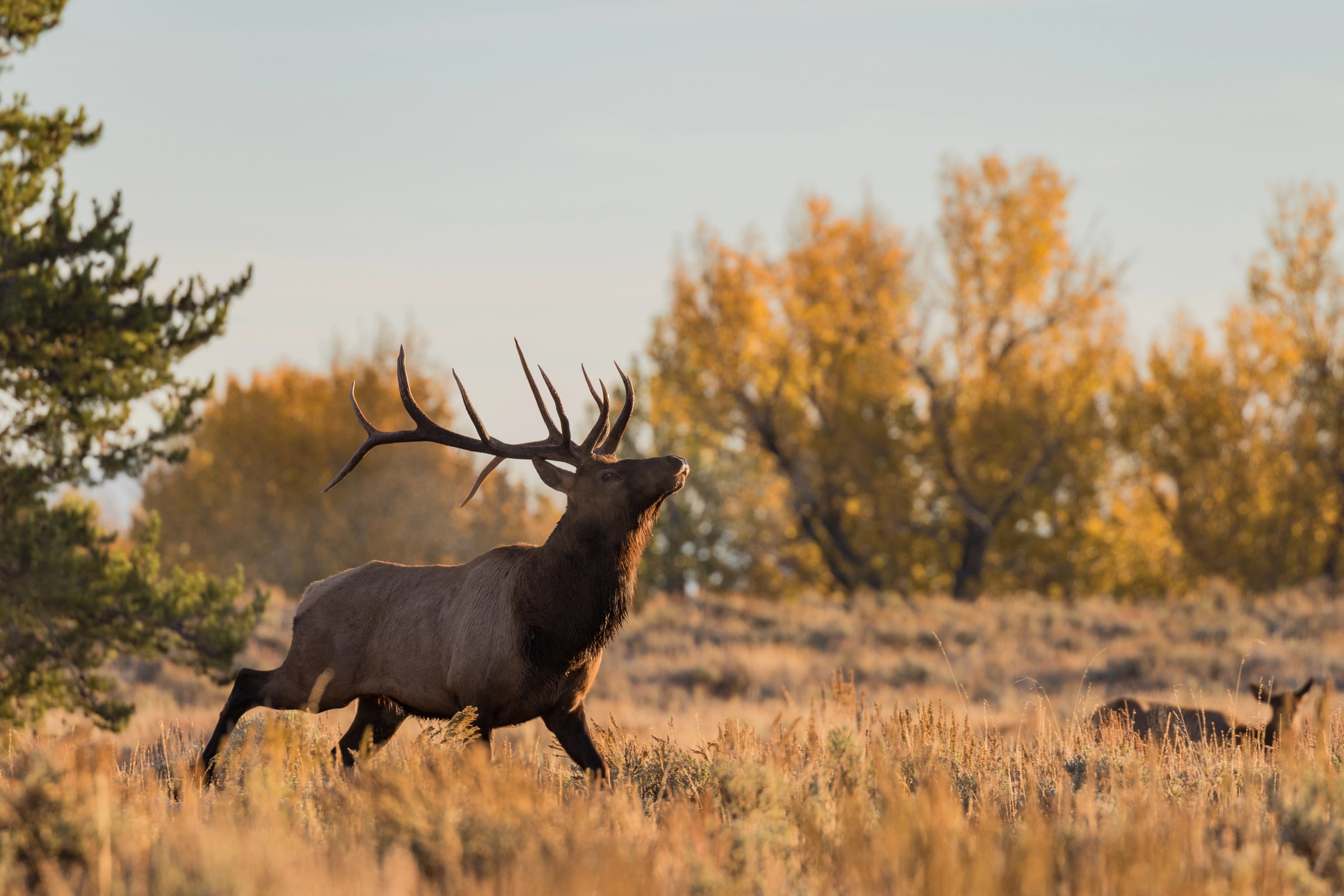 2025 Utah Archery Elk Hunt, Day 6 – Switching Out The Boys…