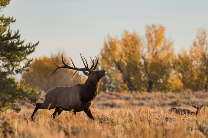 2025 Utah Archery Elk Hunt, Day 6 – Switching Out The Boys…