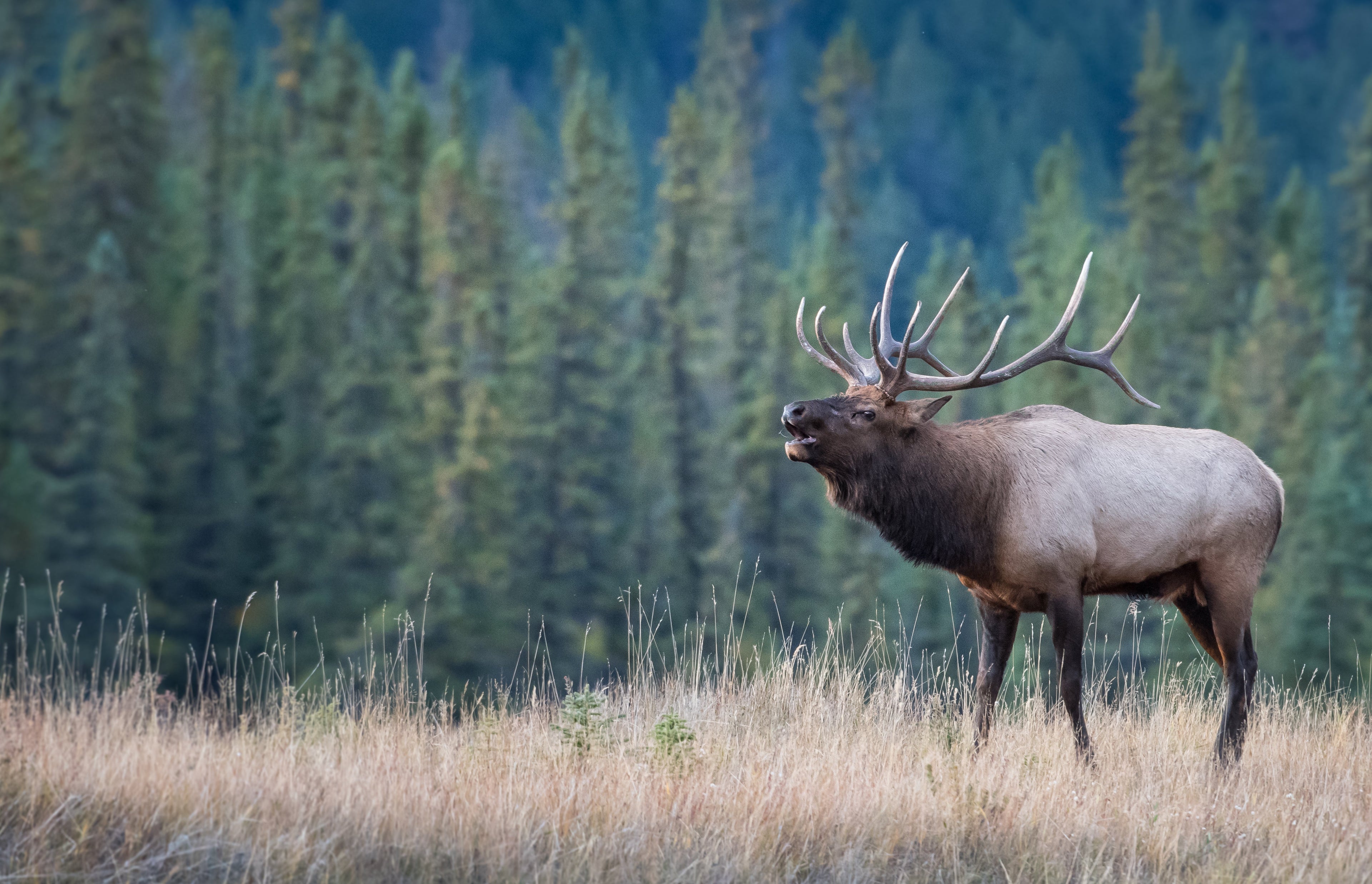 2025 Utah Archery Elk Hunt. Days 4&5… New Location; New Partners