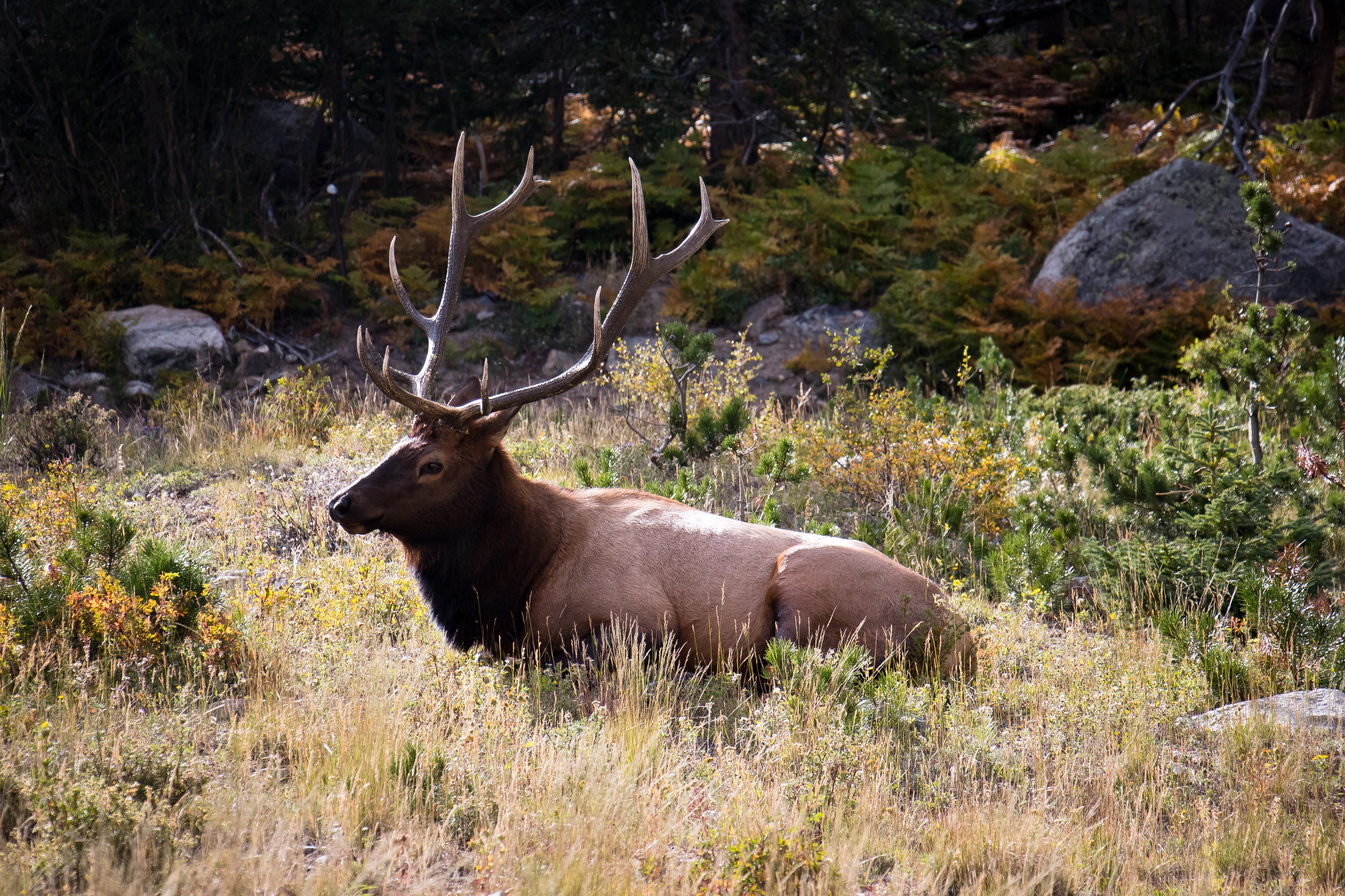 2025 Utah Archery Elk Hunt, Day 7 – Elk at last…