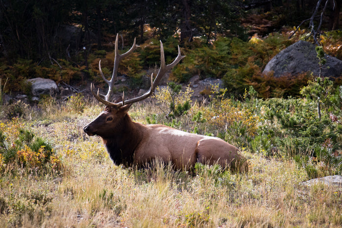 2025 Utah Archery Elk Hunt, Day 7 – Elk at last…