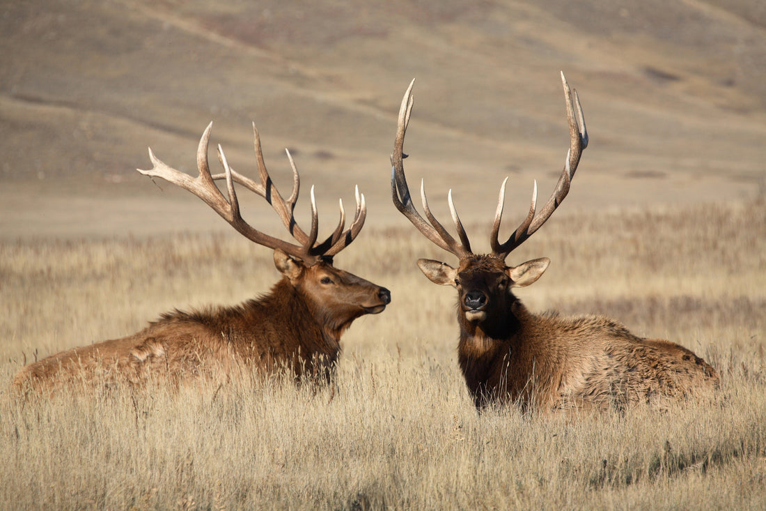 Day 1 of my 9-Day Utah Archery Elk Hunt… Here's the payoff.