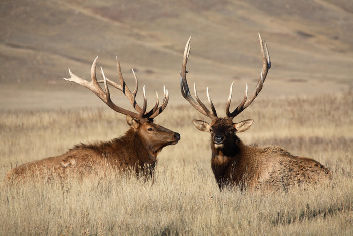 Day 1 of my 9-Day Utah Archery Elk Hunt… Here's the payoff.