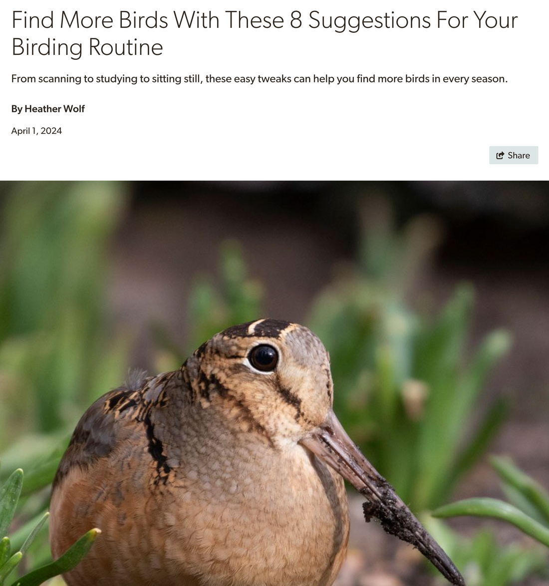 Birding… A different kind of hunt. Here's 8 tips